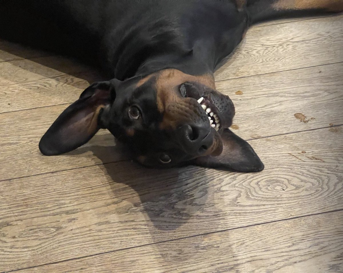 sheilaMol tweet media