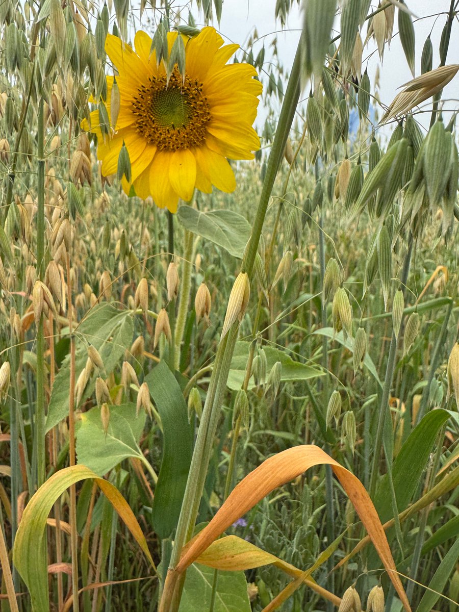 Collective Impact tweet media