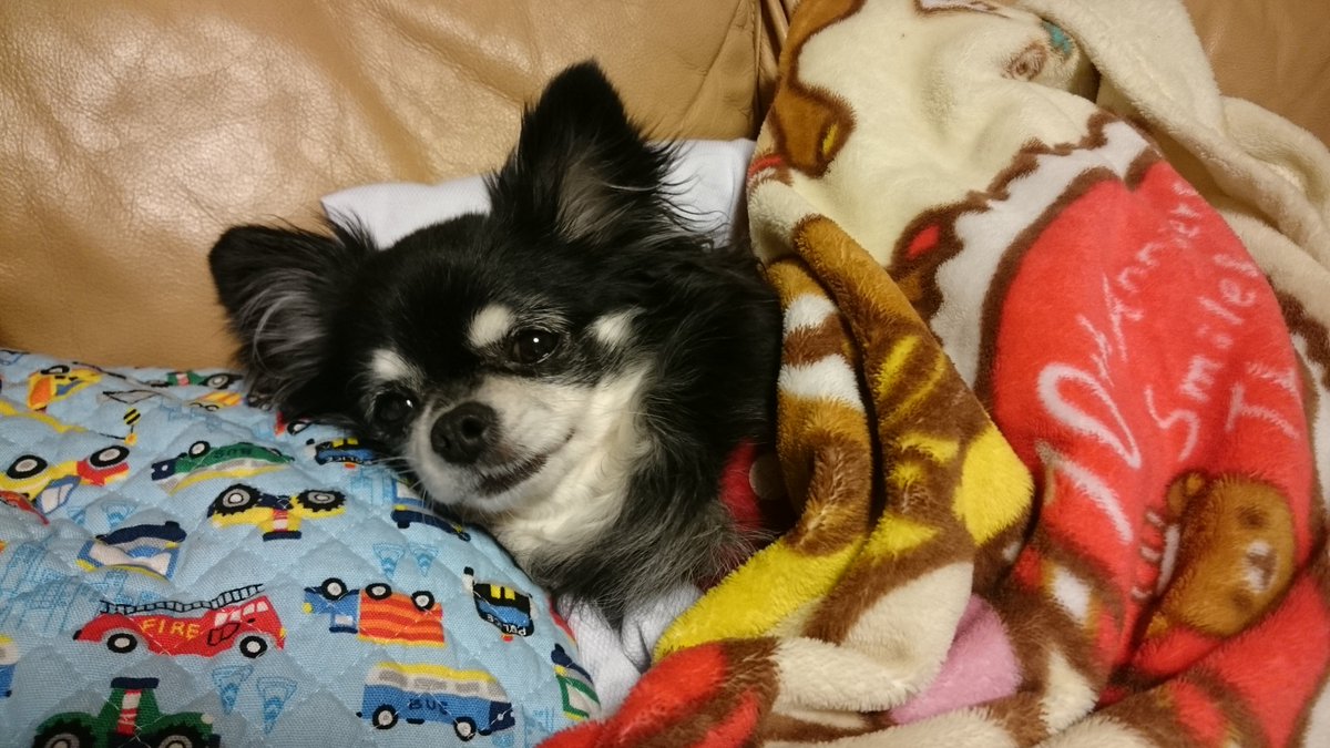 お休みなさい #チワワのいた暮らし