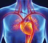 February is Heart Health month and Heart Disease remains the #1 killer in the U.S. despite the vast majority of heart attacks being preventable with appropriate risk factor modification.

I have been working with a leading preventative cardiologist at NYU Langone Health to design