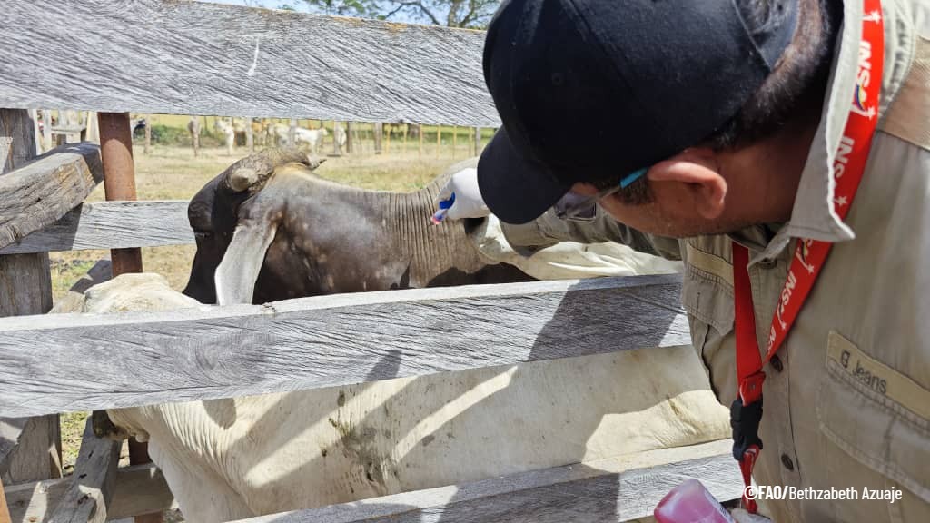 FAO VENEZUELA tweet media