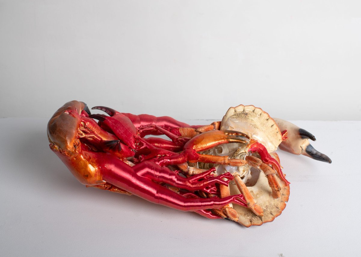 Crabe augmenté - BASTIEN CUENOT bastiencuenot.com/crabe-augmente/