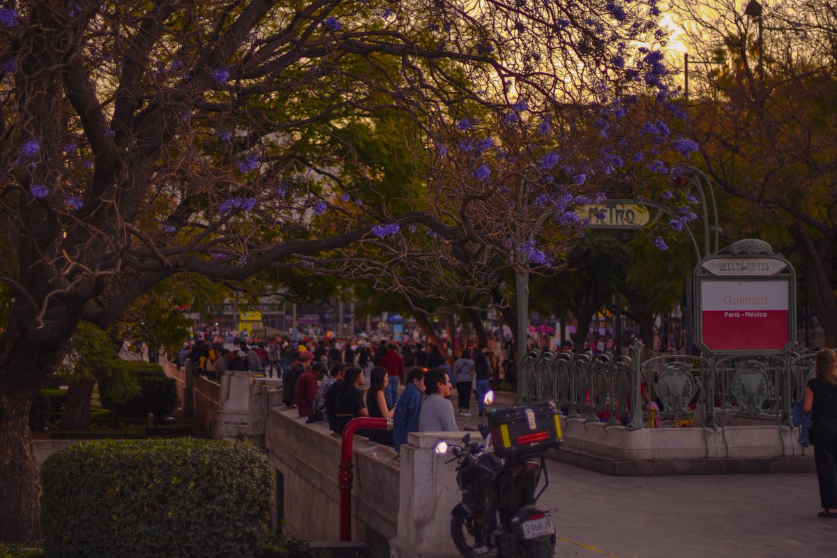 voydesveladA's tweet photo. ese sentimiento raro que me da al ver jacarandas a inicios de febrero https://t.co/uRK8a4LZkx