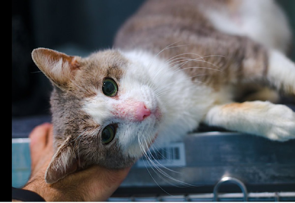 JLthekid9999's tweet image. 🆘🆘 BLIZZARD (ID 245000), 7 YO, MALE –  IN QUEENS ACC - came into the shelter as an owner surrender on 1/12/2026, with the surrender reason stated as not a fit - too many animals already.   🆘🆘 😿 😿 😿 😿

➡️TBD 2/12/26

➡️ MEDICAL PRIORITY – NEEDS MORE CARE AND ATTENTION THAN…