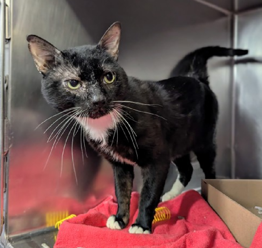 JLthekid9999's tweet image. 🆘🆘 PRETTY PICKLE (ID 244574), 5 YO,  MALE–  IN MANHATTAN ACC - came into the shelter as an  agency on 12/29/2025.    🆘🆘 😿 😿 😿 😿

➡️TBD 2/12/26

➡️ TOO LOW ON PLEDGES TO STIMULATE RESCUE INTEREST

➡️ 🆘🆘  3RD Chance on Emergency Placement List – NO ROOM IN SHELTER – WILL…