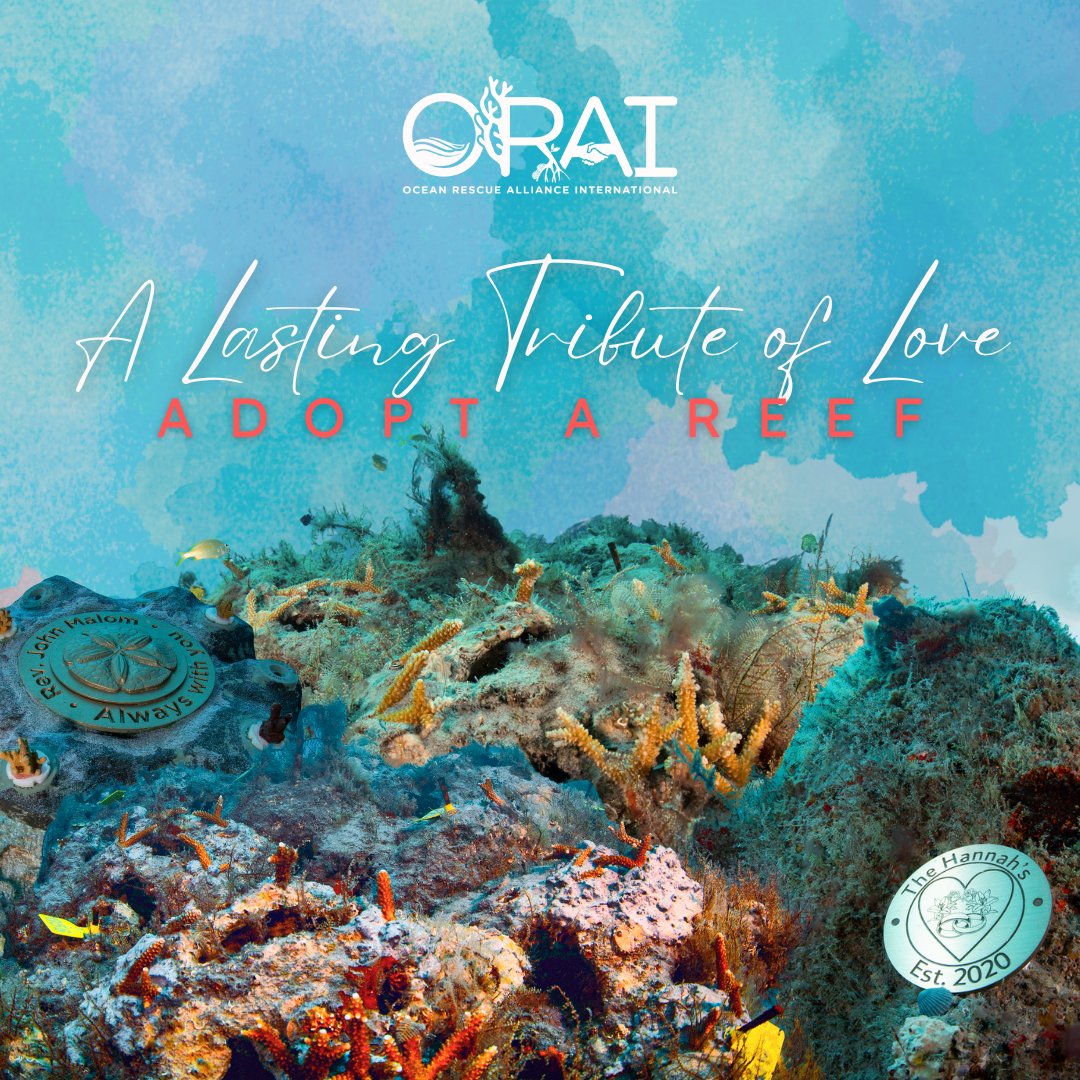 Ocean Rescue Alliance Intl. tweet media