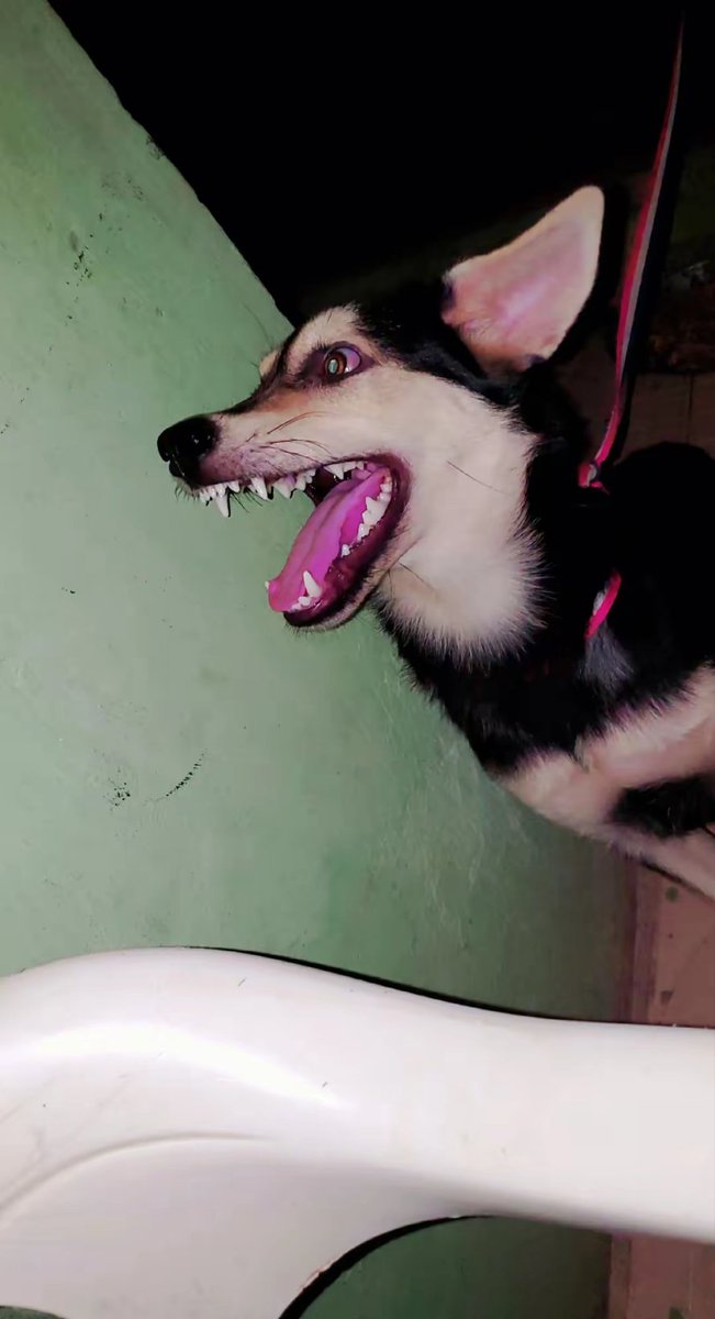 7 months ago today. Tessy was already built different — big bones loading… 🦴🐾🔙

7 MOS 46-50 lbs (21-22 kg) — 15-18" (41-46 cm) 💪🏿🐕‍🦺

📮 Growth, in real time.
<a href="/TweeetsOfDogs/">Tweets of Dogs</a>

#TessyChronicles #ThrowBack #DogsofTikTok #PetLife