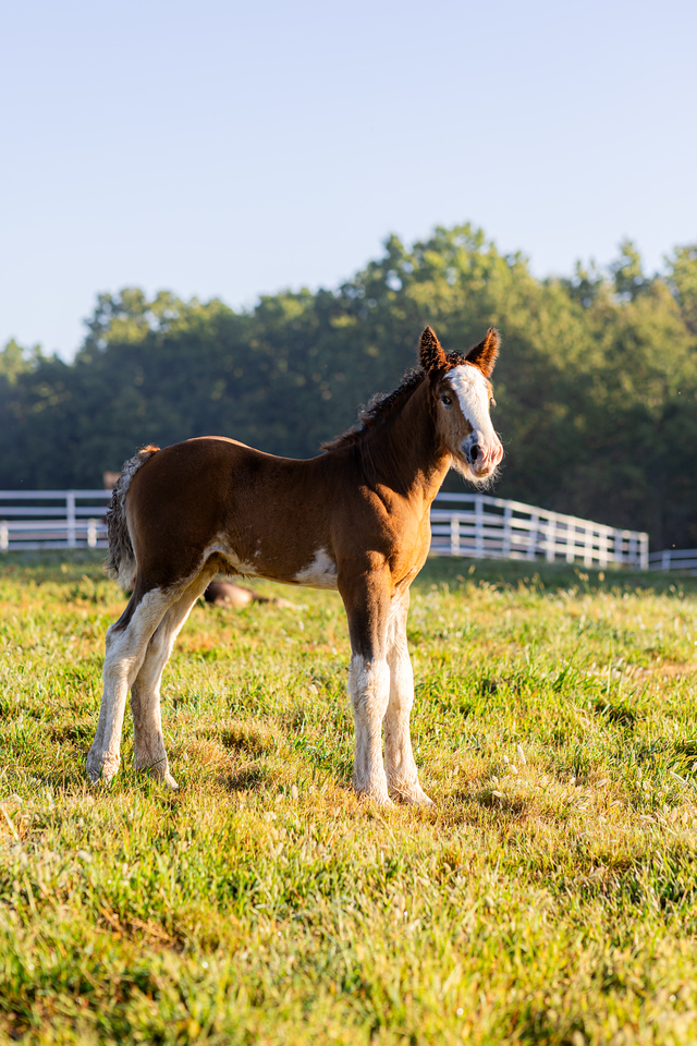Warm Springs Ranch tweet media