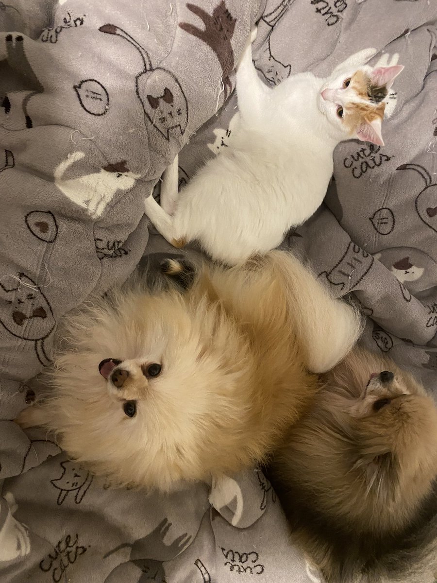 ぽめ (@yapomesa) / Posts / X