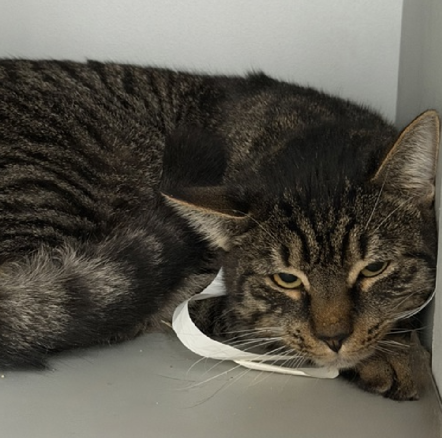 JLthekid9999's tweet image. 🆘🆘 MILO (ID 240023), 2 YO,  MALE–  IN QUEENS ACC - came into the shelter as an  aco - owner surrender on 10/24/2025, with the surrender reason stated as person health - medical.    🆘🆘 😿 😿 😿 😿

➡️TBD 2/12/26

➡️ TOO LOW ON PLEDGES TO STIMULATE RESCUE INTEREST

➡️➡️🆘🆘 5TH…