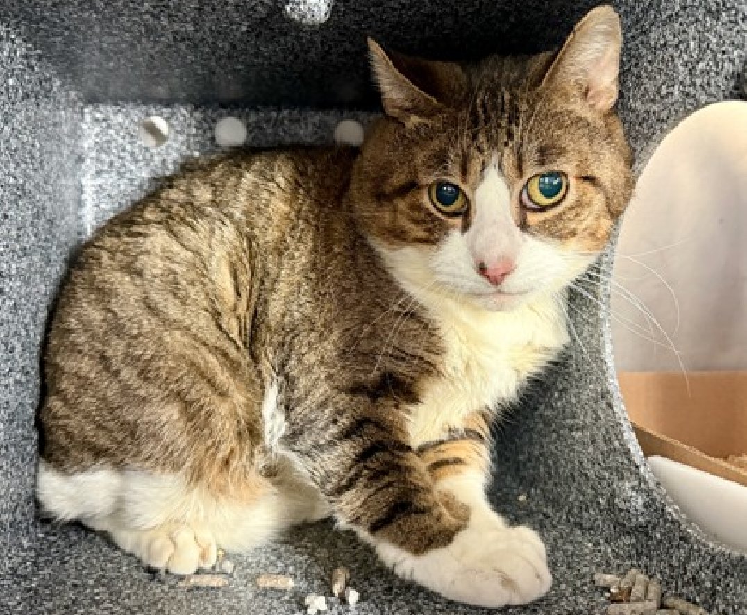 JLthekid9999's tweet image. 🆘🆘 JACK FROST (ID 243810), 7YO, MALE –  IN MANHATTAN ACC - came into the shelter as a stray on 12/16/2025.  🆘🆘 😿 😿 😿 😿

➡️TBD 2/12/26

➡️ TOO LOW ON PLEDGES TO STIMULATE RESCUE INTEREST

➡️🆘🆘 4TH  Chance on Emergency Placement List – BEYOND URGENT -  NO ROOM IN SHELTER…