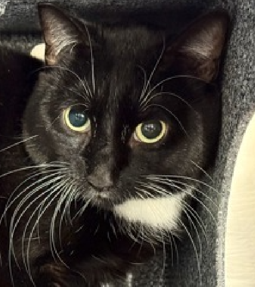 JLthekid9999's tweet photo. ππ CARLOS (ID 244072), 3 YO, MALEβ IN MANHATTAN ACC - came into the shelter as an aco - owner surrender on 12/22/2025, with the surrender reason stated as person circumstance- hoarding situation. ππ πΏ πΏ πΏ πΏ
β‘οΈTBD 2/12/26
β‘οΈ TOO LOW ON PLEDGES TO STIMULATE RESCUE INTEREST
β‘οΈ ππ 3RD Chance on Emergency Placement List β NO ROOM IN SHELTER β WILL NOT BE GIVEN MUCH MORE TIME β VERY HIGH EU/SILENT KILL RISKβ ππ π±π₯π₯π±
β‘οΈ 50 DAYS IN SHELTER β TOO LONG β TIME IS RUNNING OUT
β‘οΈ CARLOS IS ON THE EPL FOR BEHAVIORAL REASONS - He is not thriving in the care center and is declining in the Adoptions room. He initially displayed fearful body language and spent his time hiding; then, he warmed up to attention and allowed petting on the head, cheek, and body; however, he is now displaying signs of fearfulness again by hissing or retreating during interactions. βDeclining in the Adoptions Room means that the cat will be given very little time for rescue/foster/adoption. π₯π₯π₯π₯
A volunteer writes: Shy Carlos came to the Care Center a few days before Christmas. Like so many other new arrivals, he's doing his best to adjust to the unfamiliar environment, hanging back shyly and mostly keeping to himself. When team members come by to make friends, he's tolerant and curious, even allowing some pettings. But this tuxie baby is still dealing with the change in his living situation, so we're taking a go-slow approach to help him decompress and feel safe. We don't know much about Carlos' backstory; he came from a home with other cats, so he does have experience getting on with humans and felines alike. If you're a potential pet parent looking to lend a helping hand to a hesitant cat who could use a little love and support to blossom, then Carlos might be the guy you've been looking for. Meet him at the Care Center today! Carlos tolerates attention and petting but appears fearful or stressed in the shelter. He may be a little more independent, and may need time to warm up to his new home. β€οΈ π»β€οΈ π»β€οΈ π»
NEEDS OUT OF SHELTER ASAP β
Please RT or pledge, if you can, to save this little one.
@AdamsPaulGrimke
@mehser12
ππΏπThank you