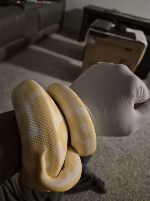 ForbiddenRelic tweet media