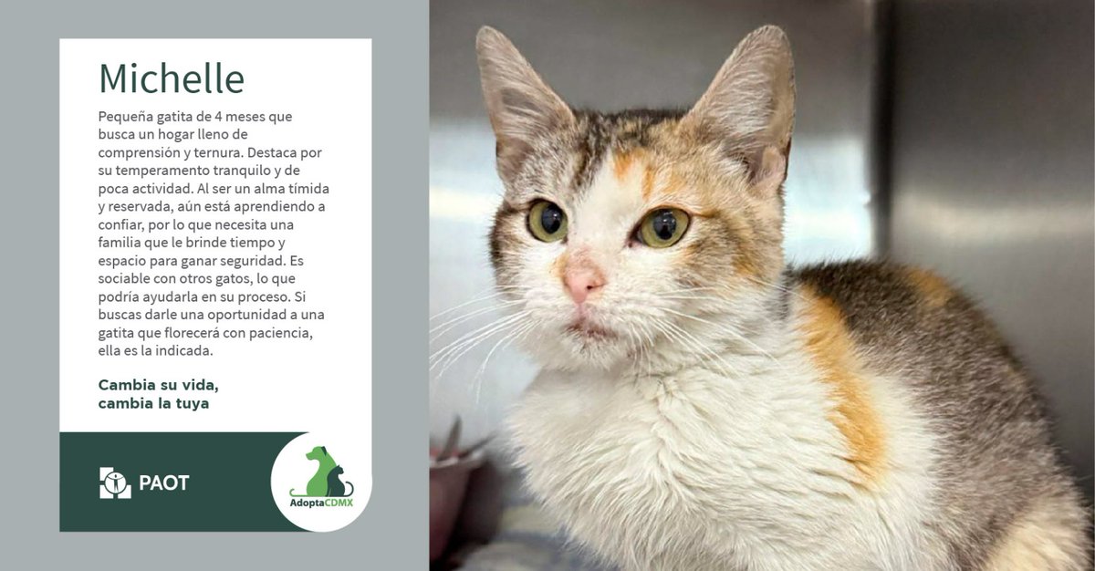 Soy Michelle. Tengo apenas 4 meses y me gusta la calma. Soy tímida y necesito tiempo para confiar, te regalaré mi cariño más sincero. ¿Quieres ser parte de mi historia y ayudarme a brillar?
✳️Datos para adopción👇
📩 redessociales<a href="/pnamexico/">PNA México Adopta</a>.com
📞 55 6678 3139
@pnamexico
