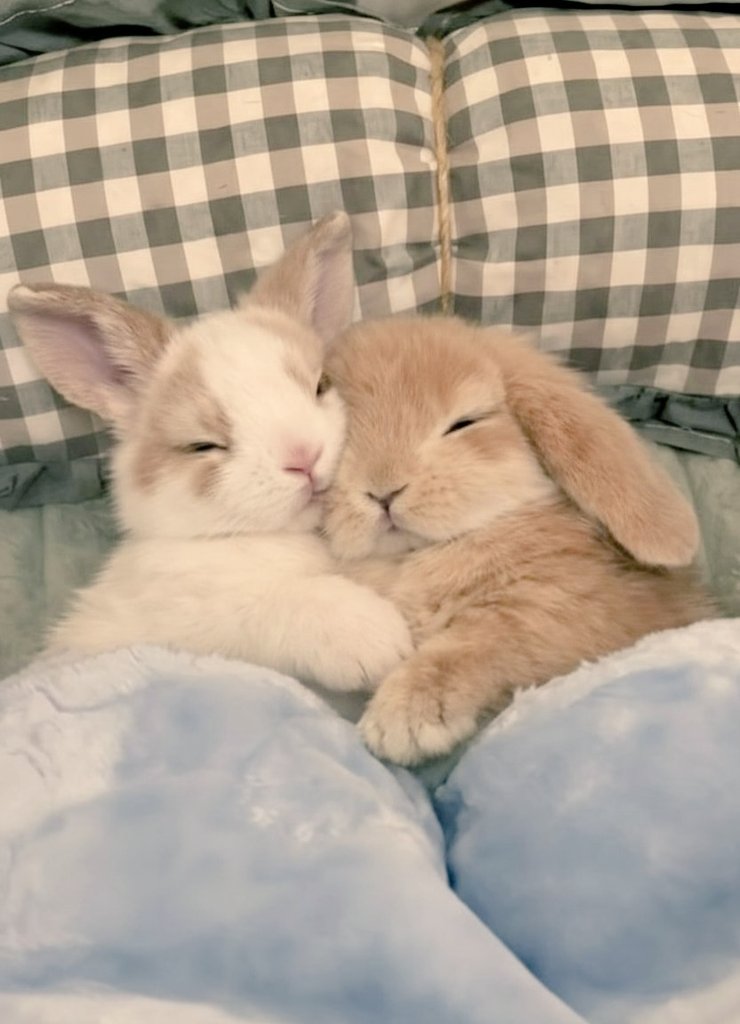 thepopularanimals (@animalpopular9) on Twitter photo 