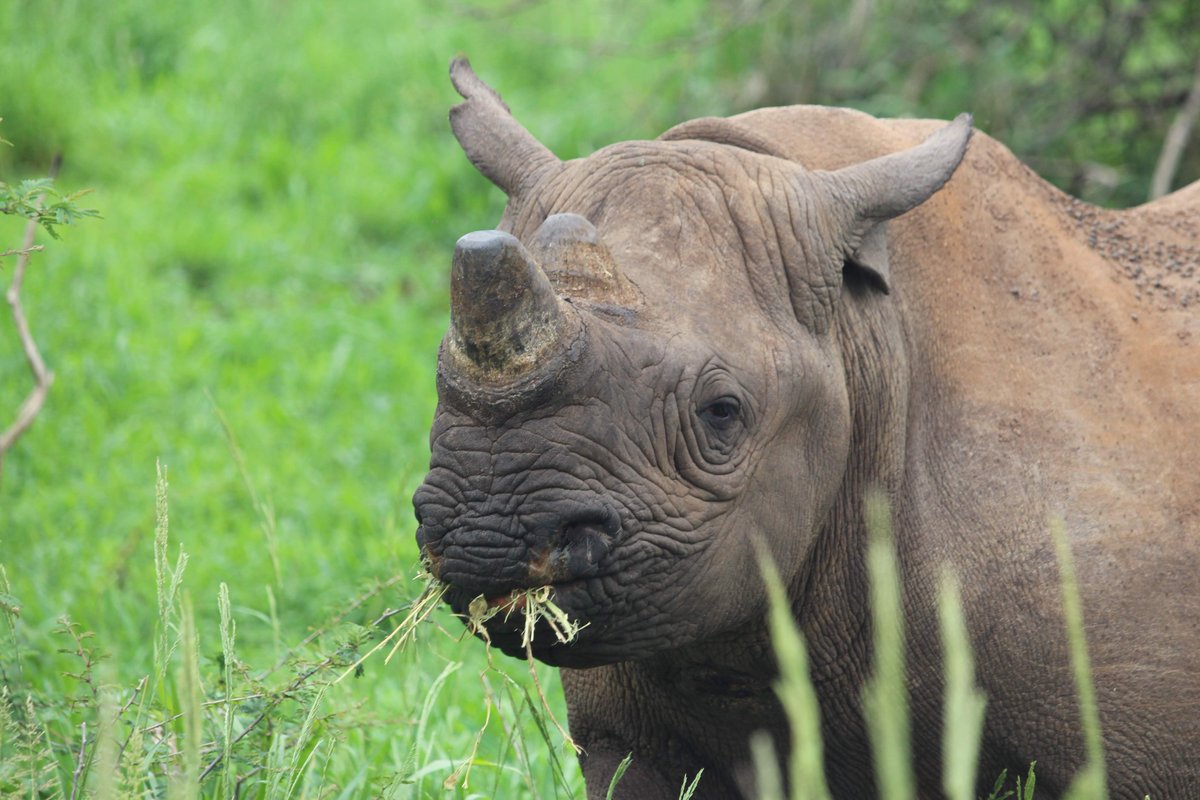 HelpingRhinos's tweet image. Want more rhino in your life? 🦏
Sign up to the Helping Rhinos newsletter for the latest on our conservation work and to stay in the know about all things #rhino!
helpingrhinos.org/newsletter-sig…