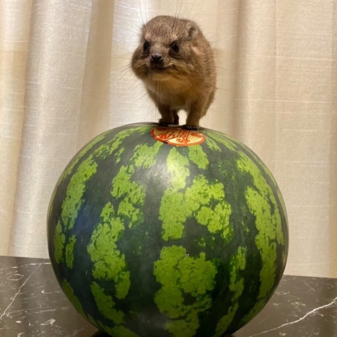 Snowball tweet media