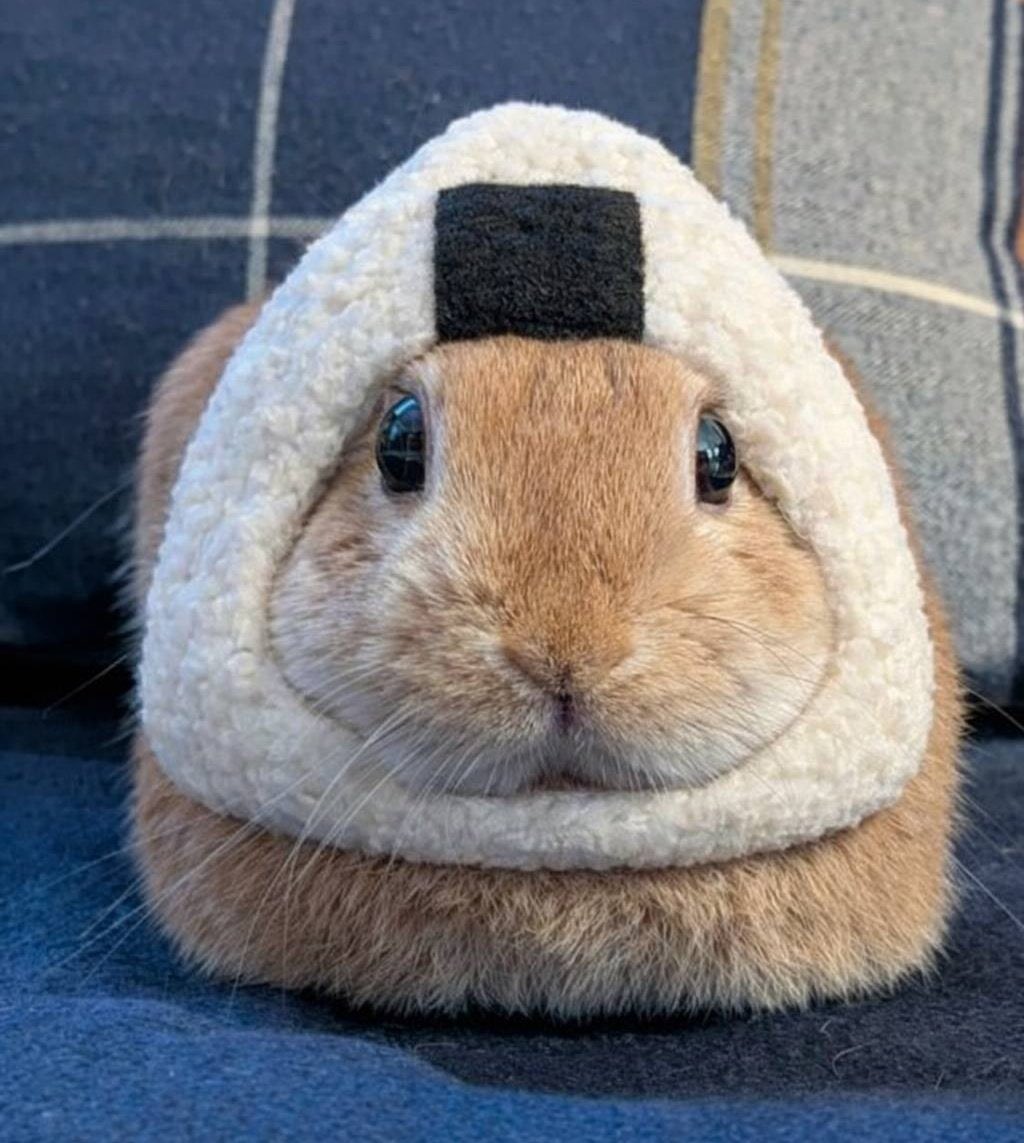 4xousand's tweet image. 주먹밥토끼
이거 싱후니