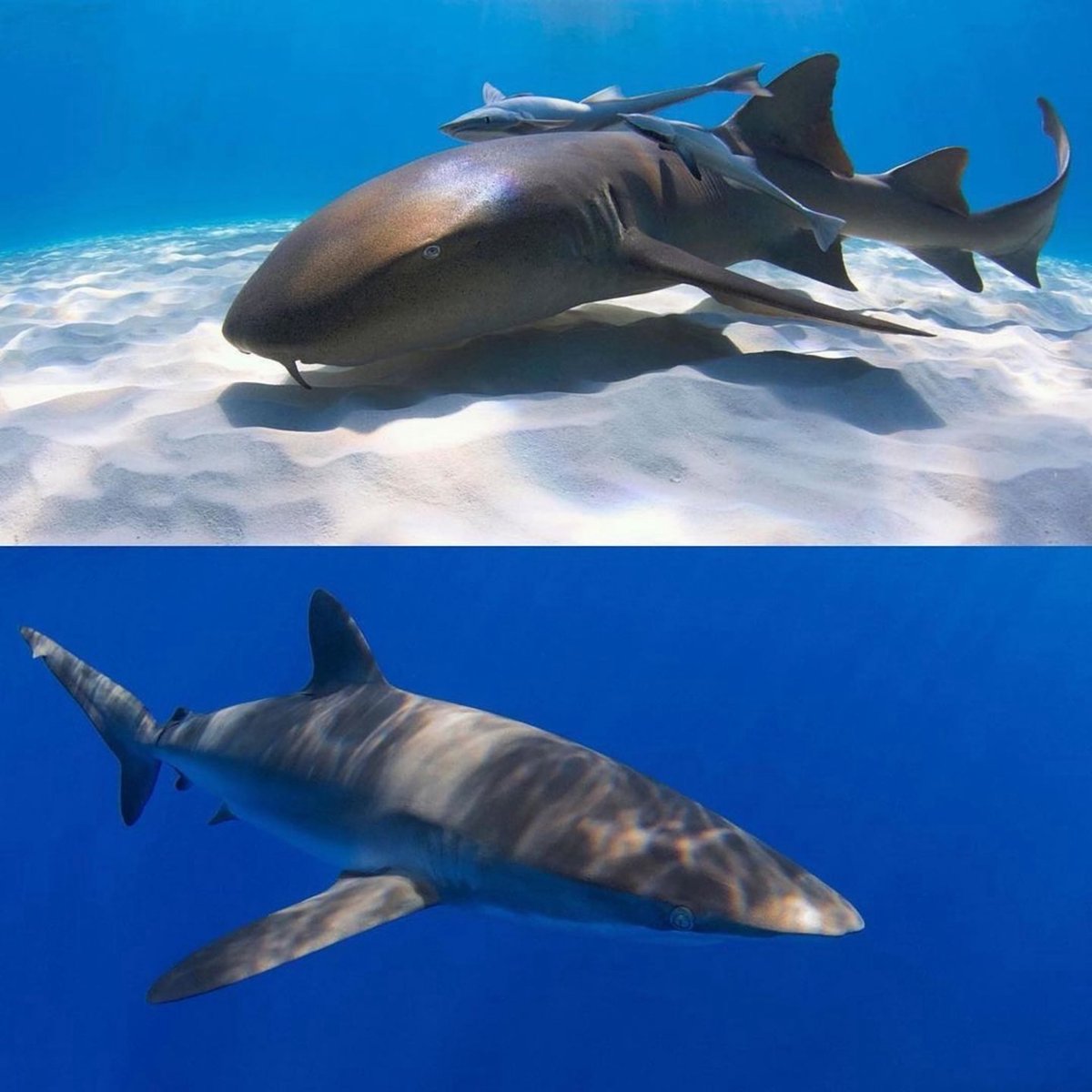 Saving the Blue tweet media