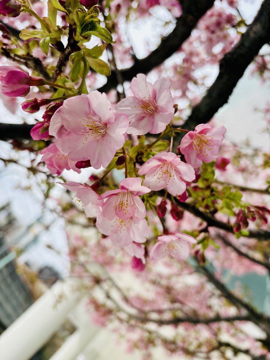 近所の河津桜が咲き始めました🌸 今年もまた出会え、幸せな気持ちです🌸