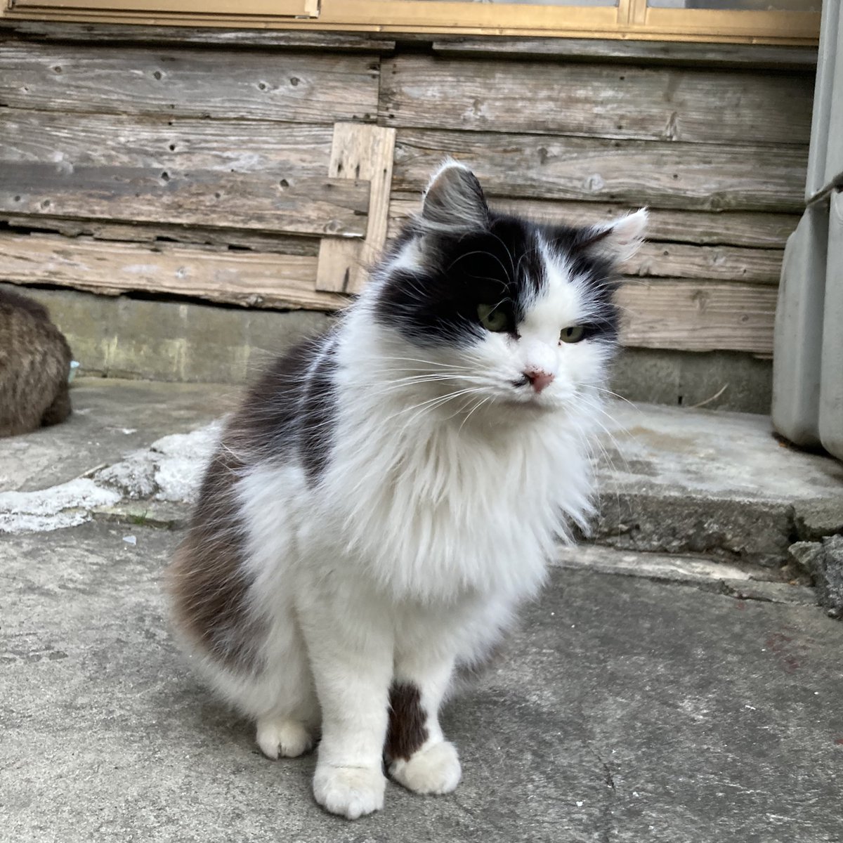 こちらもどうぞ😸 #田代島クロネコ堂 #猫島 #CatsOfX #cats #cat #catlover