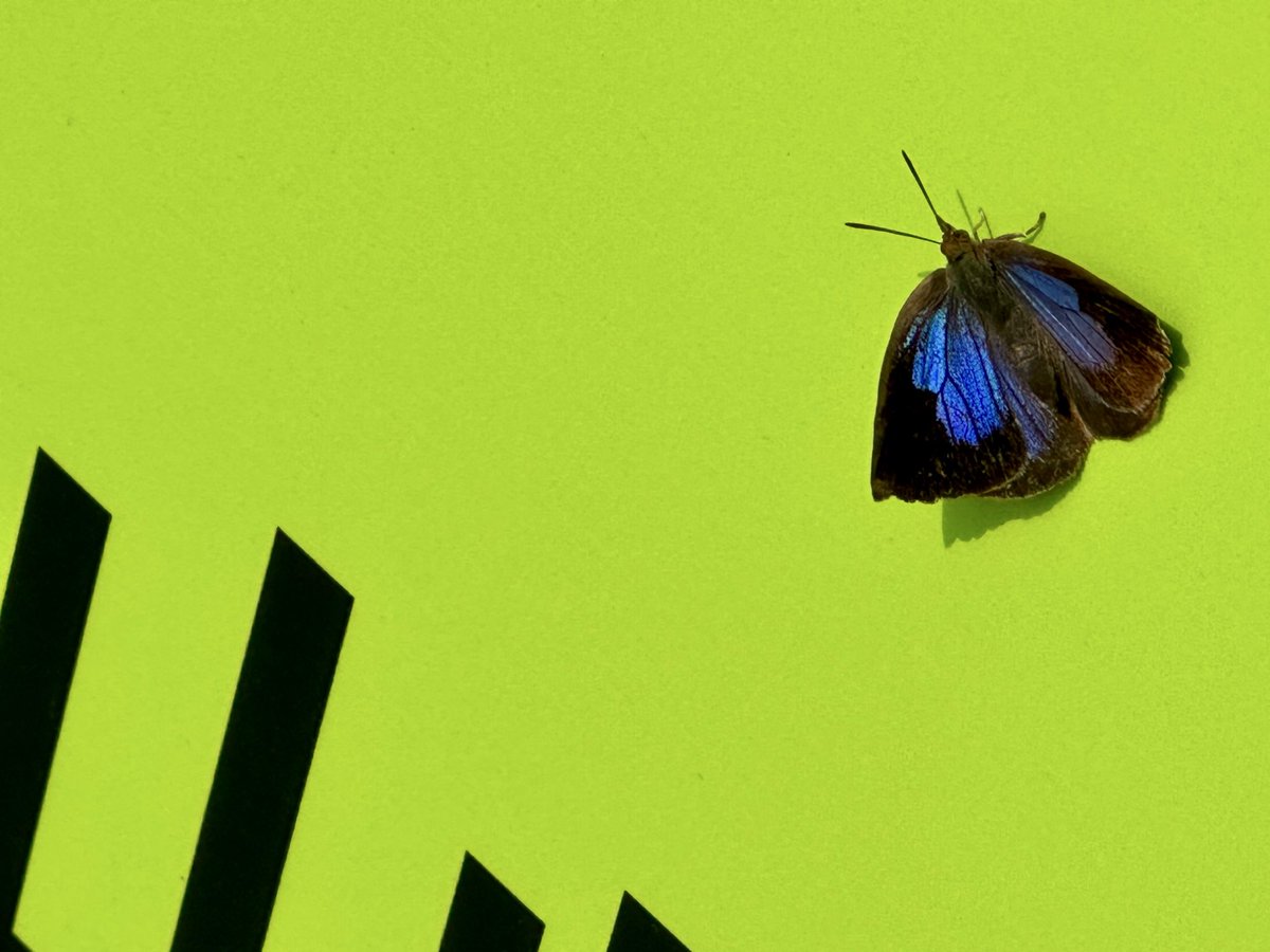 岡山理科大学と昆虫 #岡山理科大学