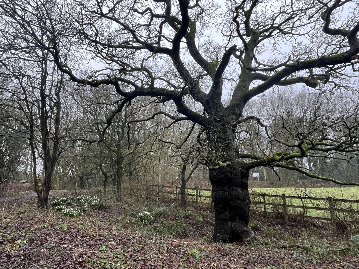 FloralRainbowAW's tweet photo. Had a #MiddayWalk to the edge of the woods, Robin, Great & Long-tailed t*t, Jackdaw & Crow spotted, Wren singing 🎶🥾
#ThickTrunkTuesday https://t.co/XAR7hYw4Jn