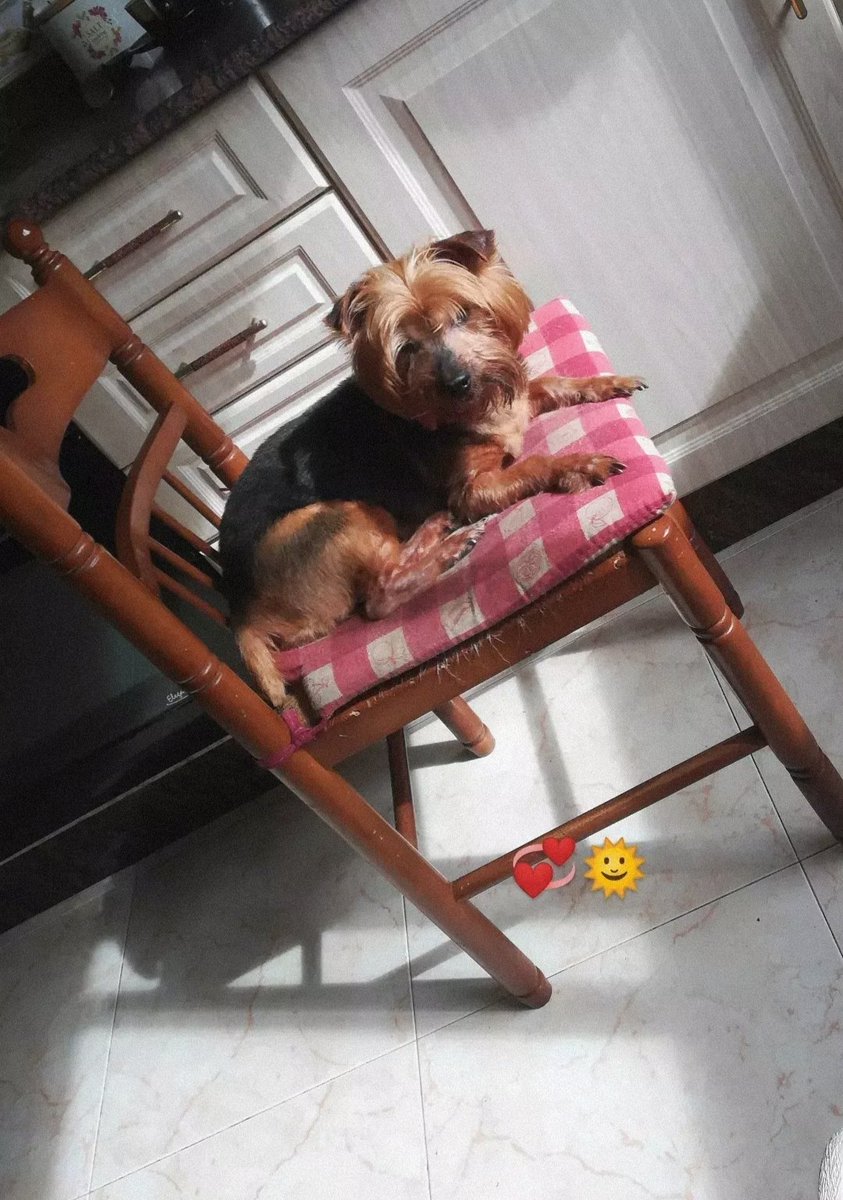 _sergiopl's tweet photo. Ha llegado el día que nadie quiere tener que presenciar jamás. Tras 17 años mi niña se ha ido. No tendré a nadie que me robe el sitio cada vez que me levante, ver como se te va la chispa de tus ojos es una de las peores cosas que he pasado, mi consuelo es que te vas siendo feliz. https://t.co/Z7Yctta85L