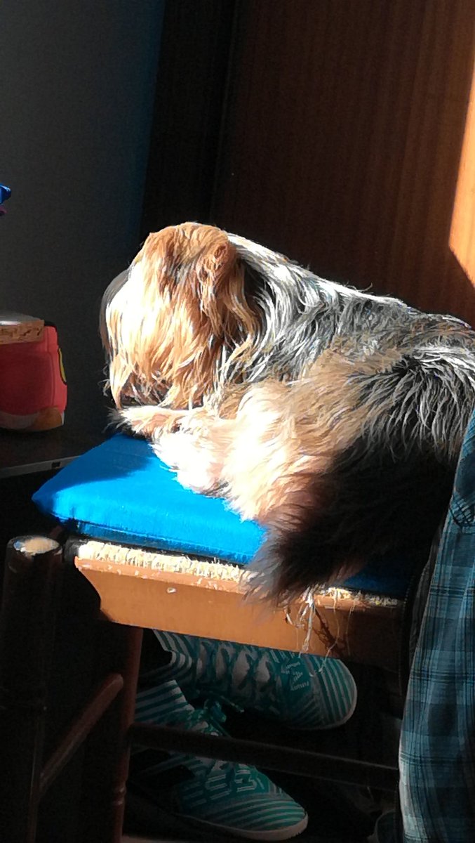 _sergiopl's tweet photo. Ha llegado el día que nadie quiere tener que presenciar jamás. Tras 17 años mi niña se ha ido. No tendré a nadie que me robe el sitio cada vez que me levante, ver como se te va la chispa de tus ojos es una de las peores cosas que he pasado, mi consuelo es que te vas siendo feliz. https://t.co/Z7Yctta85L