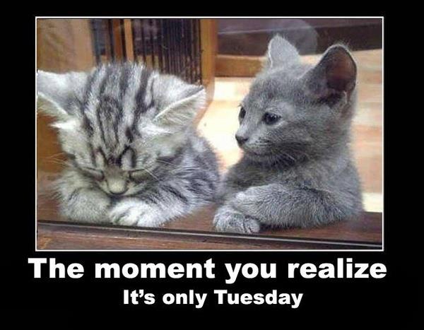 Niken_Reborn's tweet photo. 😿 https://t.co/F3jEQGETlG
