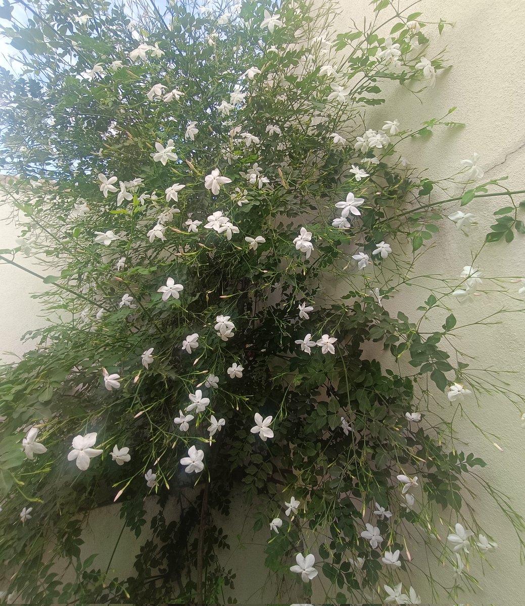 _sudo_core's tweet image. Idk I love white i guess...