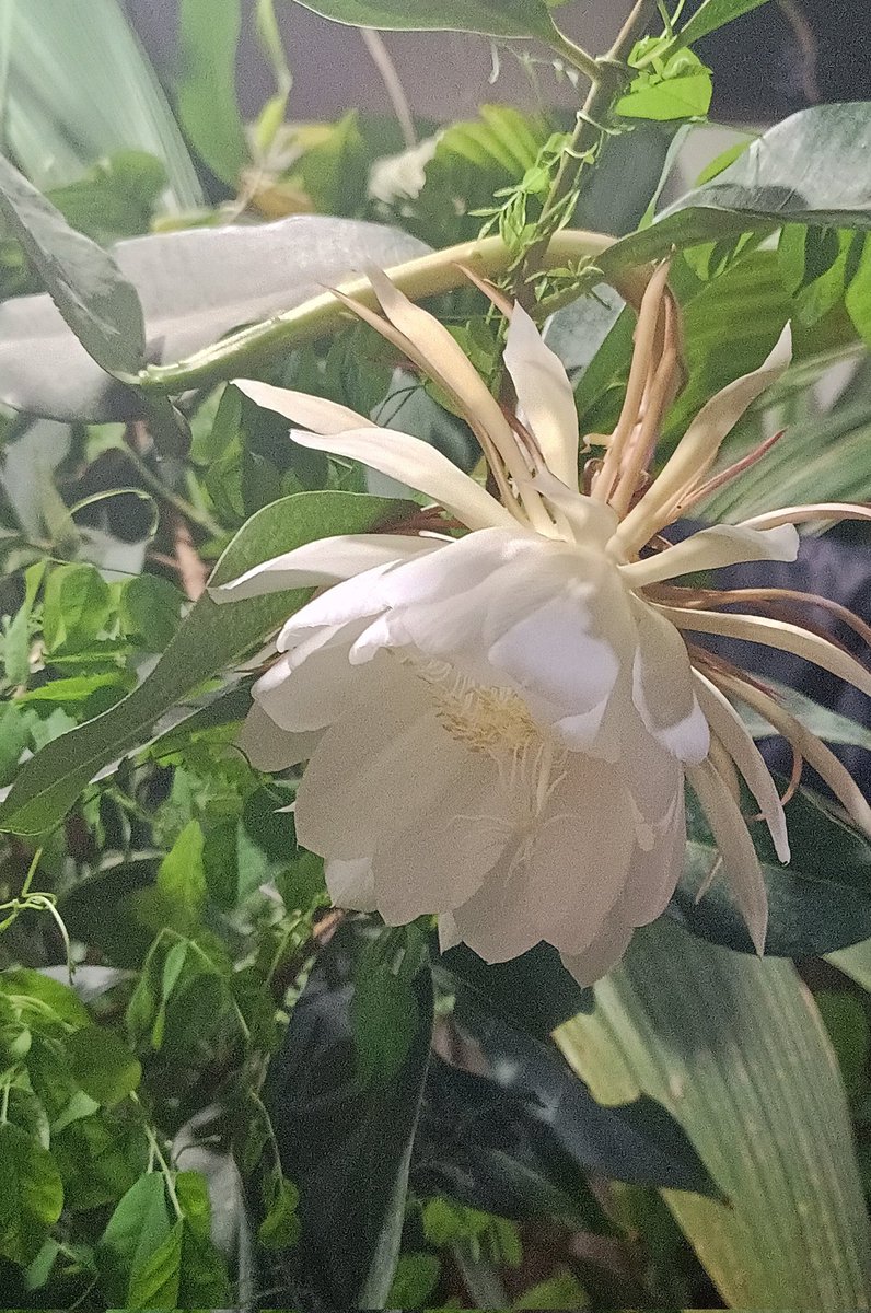 _sudo_core's tweet image. Idk I love white i guess...