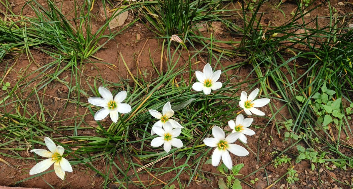 _sudo_core's tweet image. Idk I love white i guess...