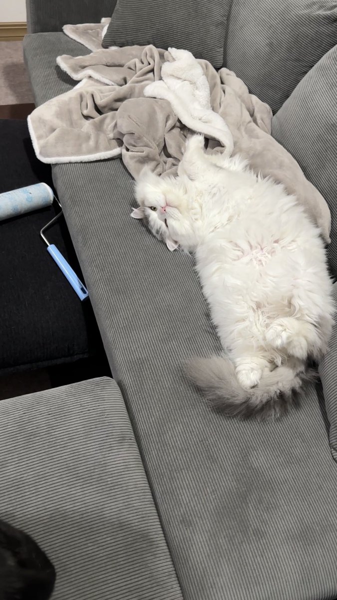 愛されモチモチとわ太郎見て落ち着こ