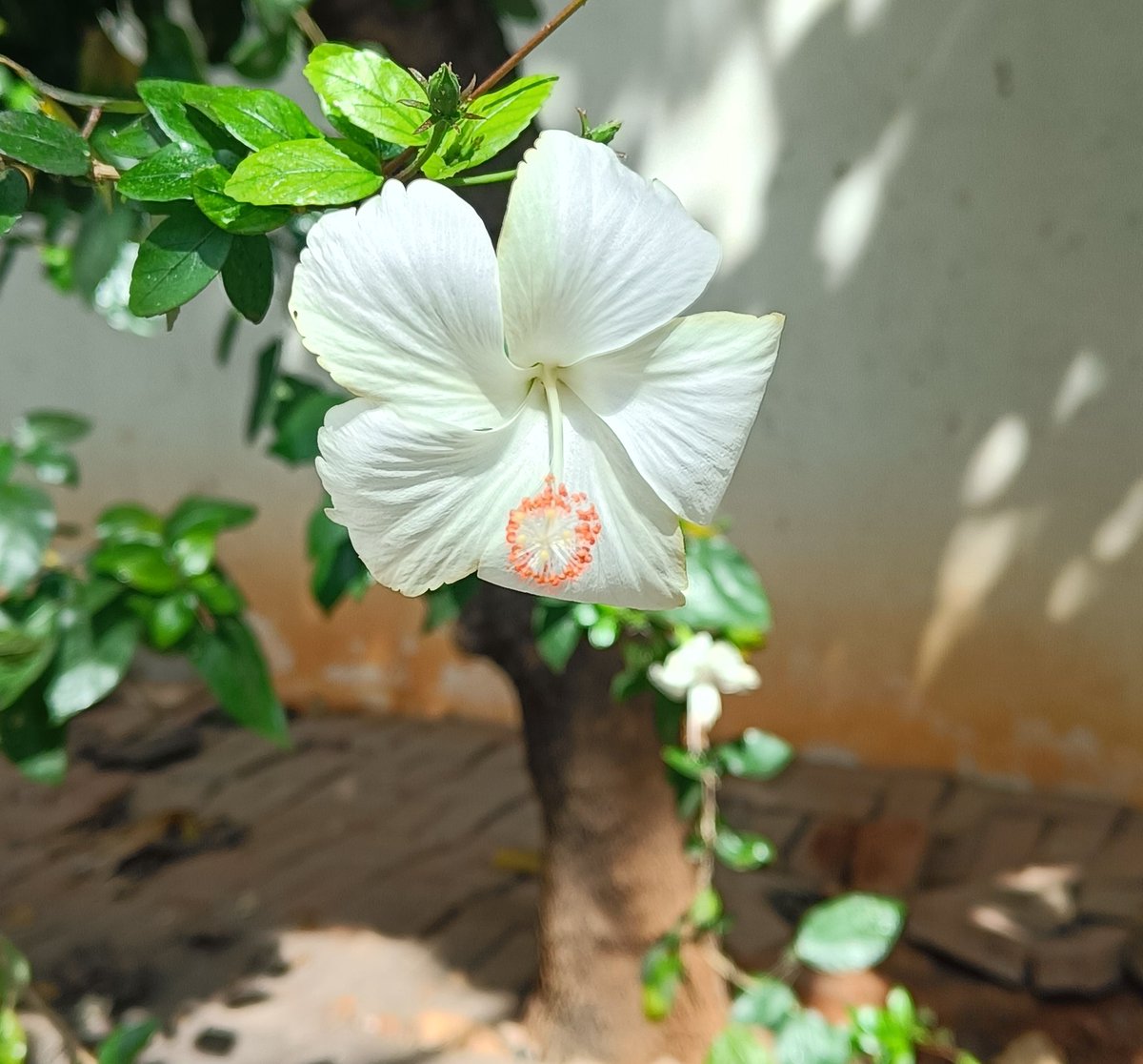 _sudo_core's tweet image. Idk I love white i guess...