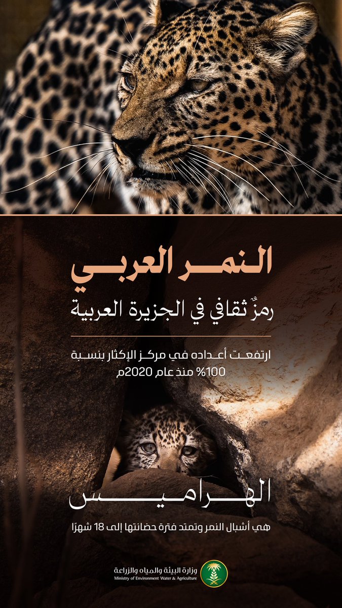 MEWA_KSA's tweet image. النمر العربي 🐆 
رمز ثقافي متجذّر، ارتفعت أعداده في المملكة بنسبة 100% منذ عام 2020م.

 #اليوم_العالمي_للنمر_العربي