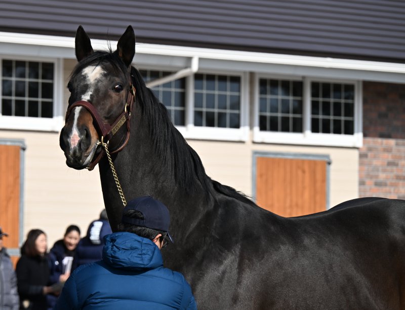優駿スタリオンステーション種牡馬展示会】 ①②インディチャンプ ③④