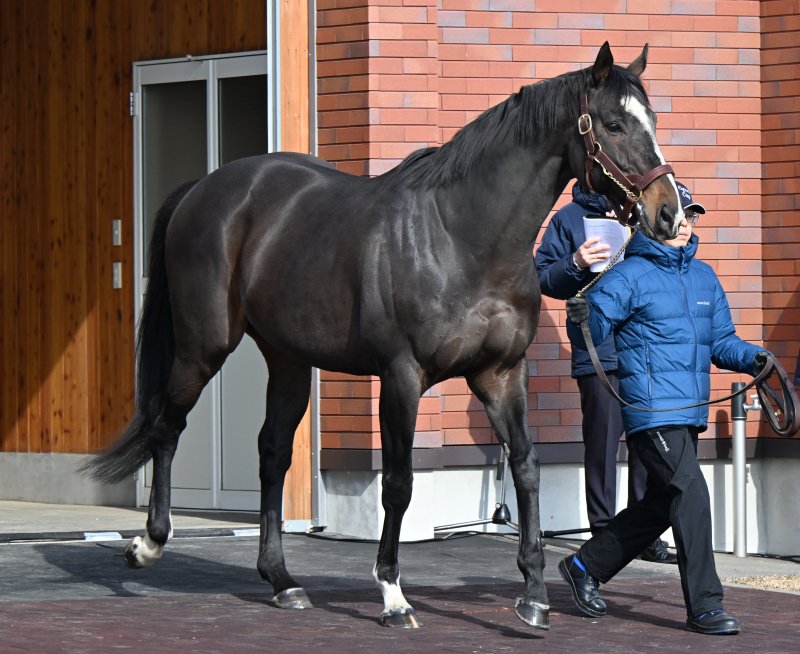優駿スタリオンステーション種牡馬展示会】 ①②インディチャンプ ③④