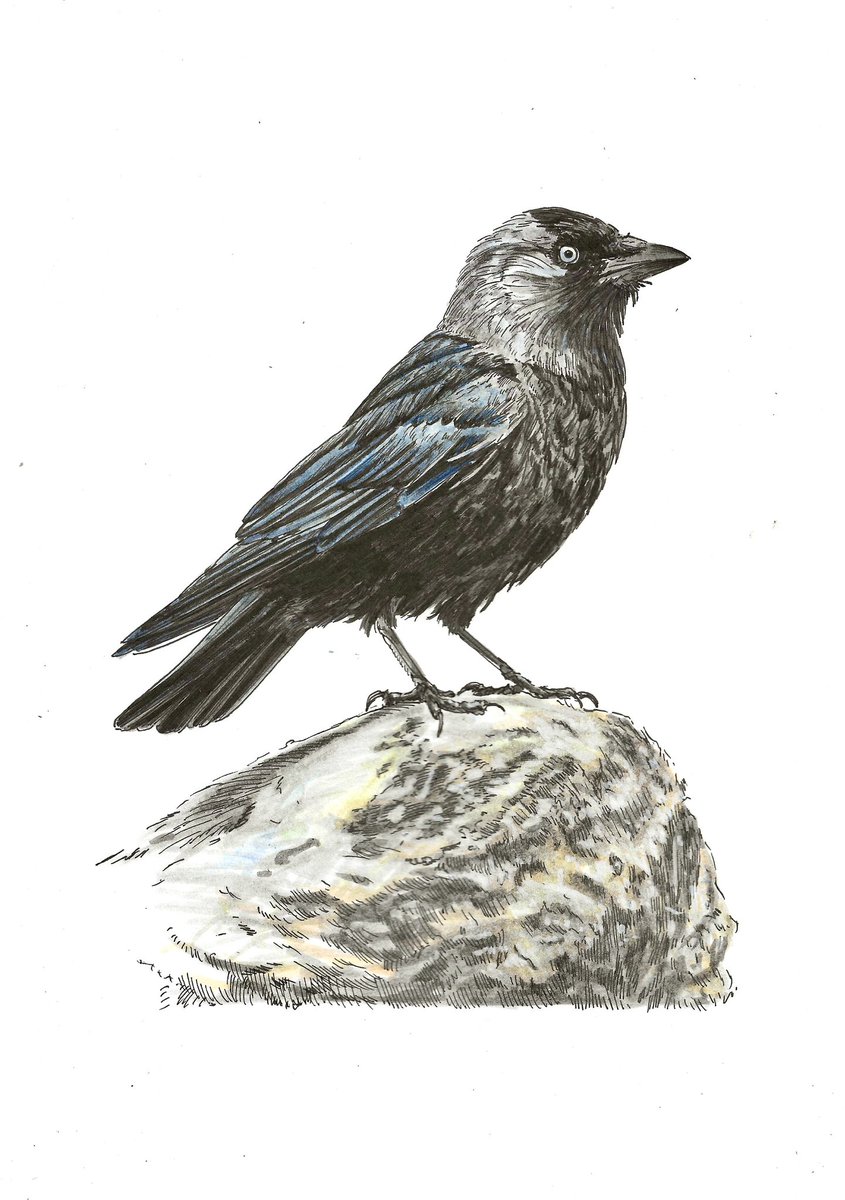 Welnu! Ik tekende ook nog een kauwtje. 

‘Waak voor afkeuring’
29,7 x 21 cm
Inkt op papier