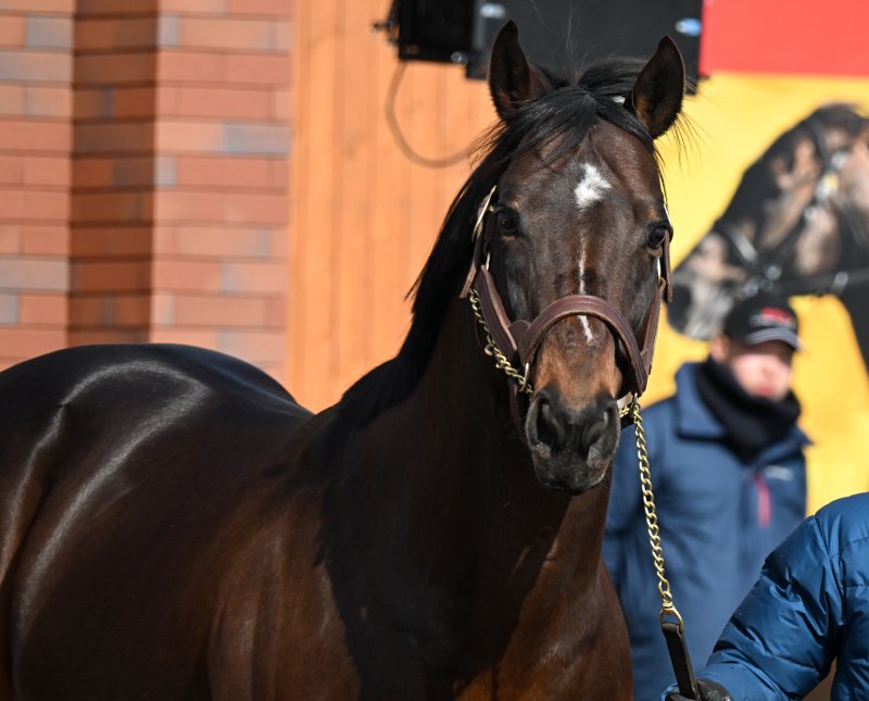 優駿スタリオンステーション種牡馬展示会】 ①②インディチャンプ ③④