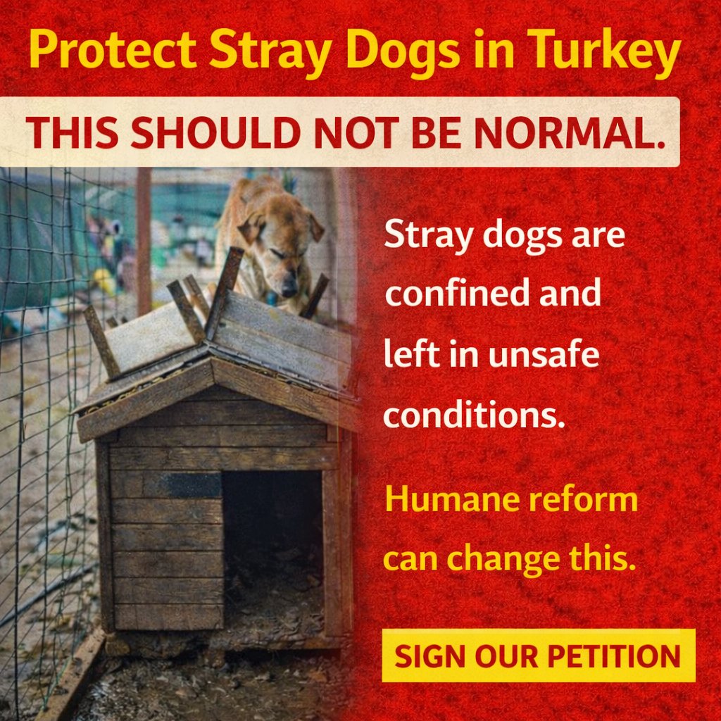 DogDeskAction's tweet photo. This image should never exist.     

Every dog deserves safety and compassion. Support humane reform for stray dogs in Turkey.      

Add your name today ✍️ Sign the petition  https://t.co/647yDxdIhK

Share too!  #SaveTurkeysDogs https://t.co/JXh5FznoS7