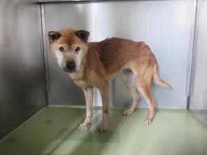 🆘️保健所収容情報です｡

岡山県動物愛護センターに収容されているメスの雑種犬になります。皆さまのご協力宜しくお願い致します。
pref.okayama.jp/page/859555.ht…