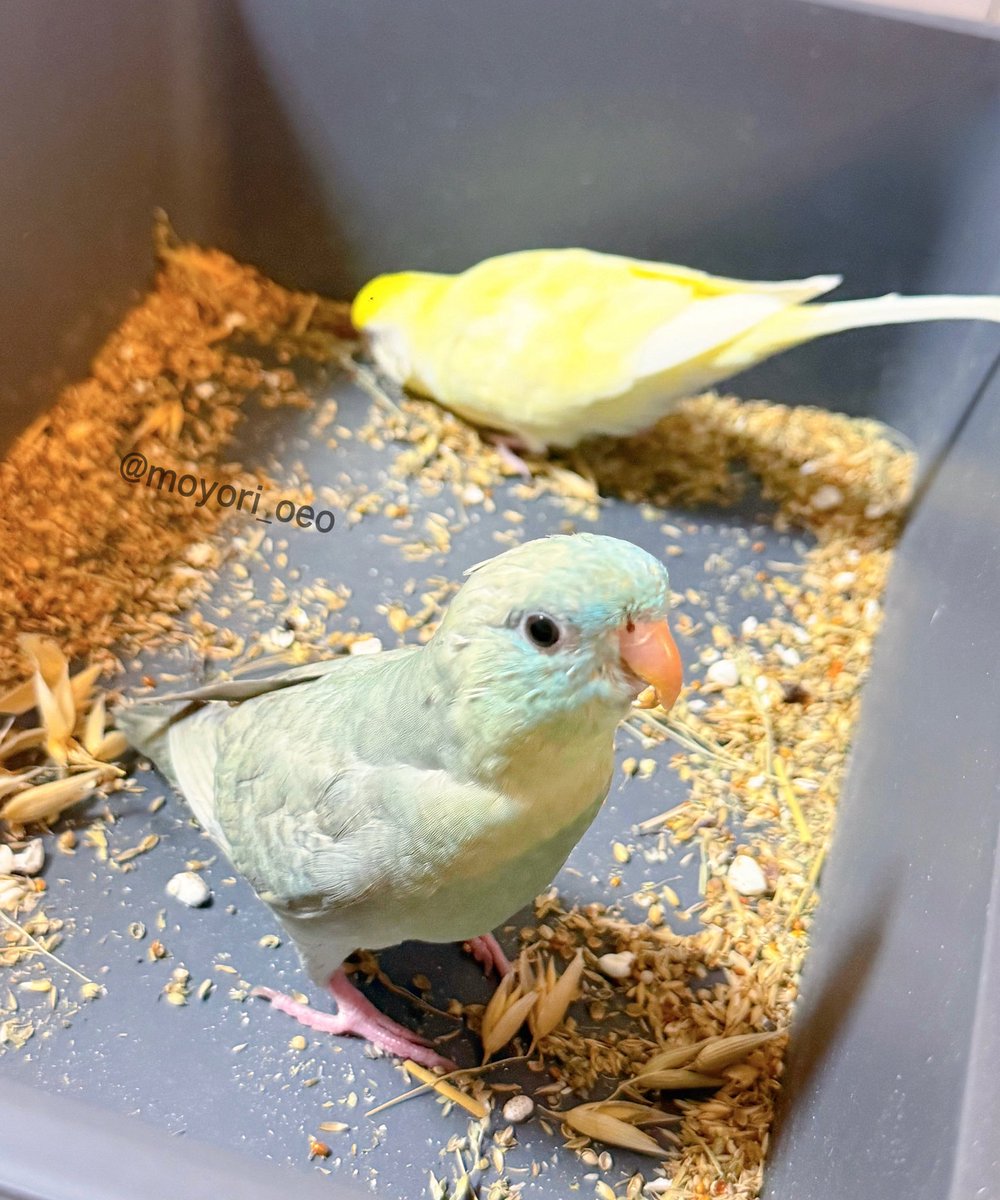 最近毎日フォレイジングスタイルでオヤツ出してるので、時間になるとモヨちゃんが容器前に行き そろそろやりましょうか と誘ってくる

ふたりが食べなかった鳥用ハーブをベースにしてるので、良い匂いになって帰ってくる