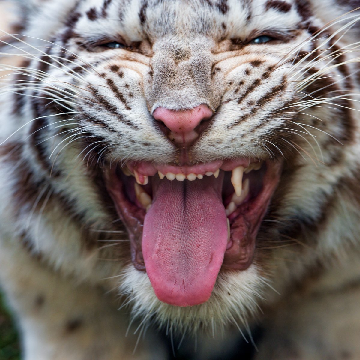 Discovery's tweet image. Say cheese 😁

📸: Tambako the Jaguar

#TigerTuesday #whitetigress
