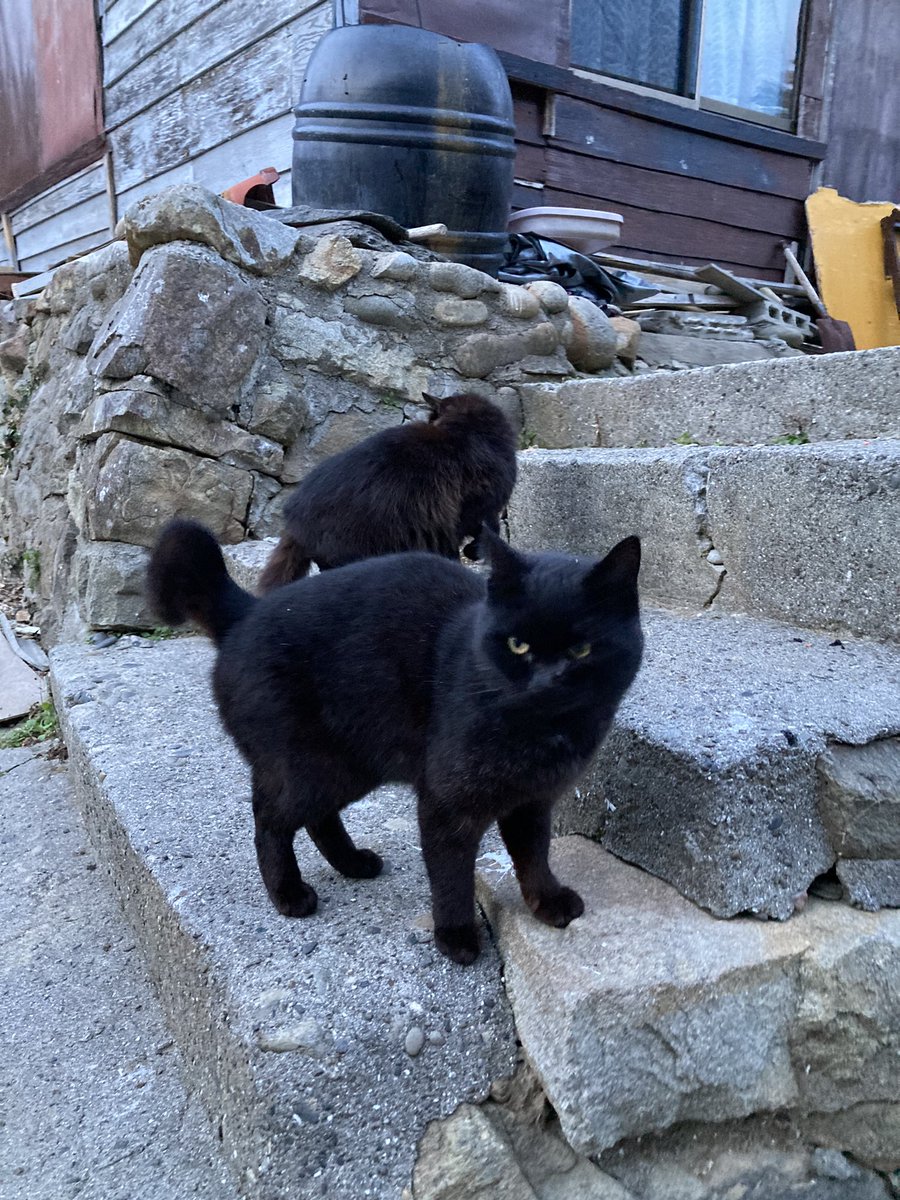 こちらもどうぞ😸 ルイーゼとホクちゃんを探して、猫の泉と港方面へ