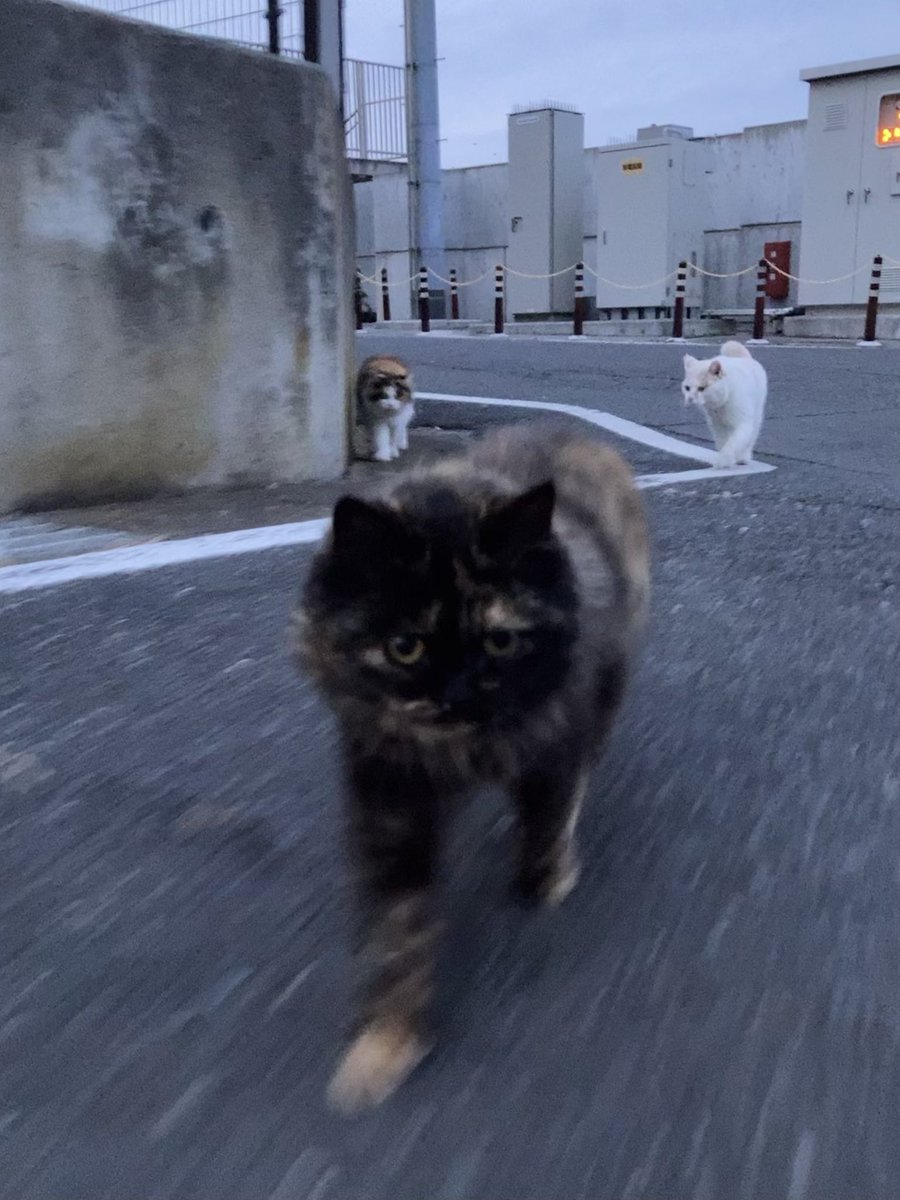 こちらもどうぞ😸 ルイーゼとホクちゃんを探して、猫の泉と港方面へ