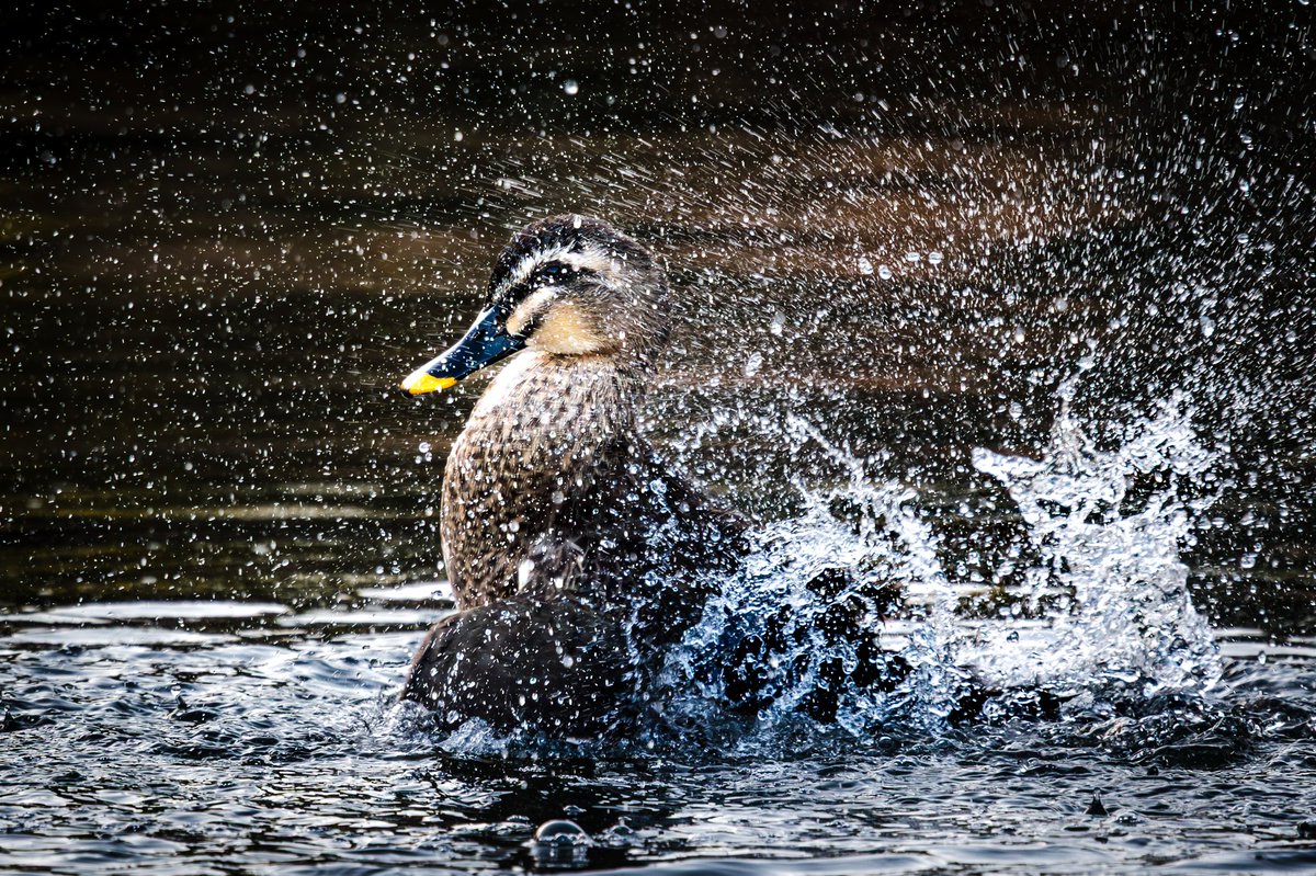 HassayPhoto2903's tweet photo. 水を振り払う、その一瞬。

#野鳥 #鴨 #水滴  #東武動物公園 https://t.co/nE9q3akaie