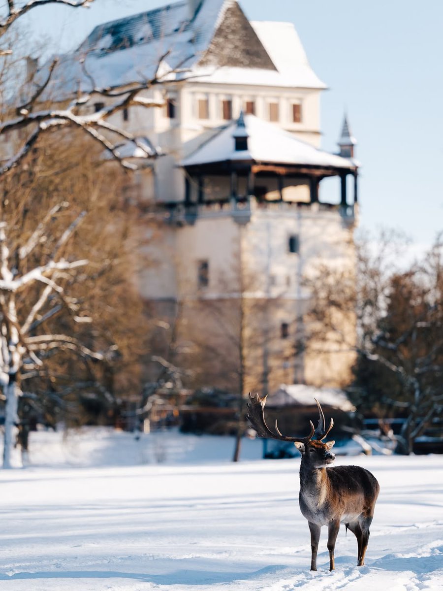 Admirar animales en libertad junto a palacios y castillos como el de Blatná es otro de los atractivos que nos brinda Chequia a cada paso.
#BohemiadelSue #visitczechia #chequia

📷@jakublouda