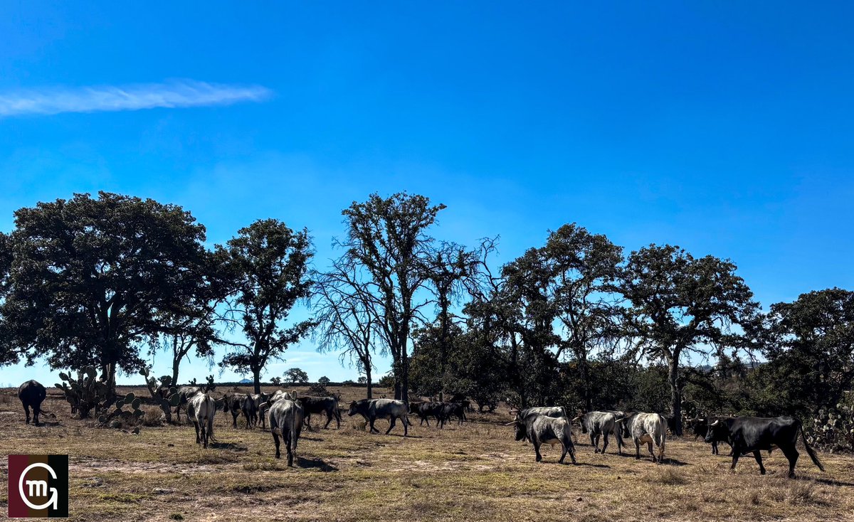 Tardes de invierno con cielos azules, revisando el ganado mientras suben de la barranca tranquilamente #lavidadeltoroenelcampo