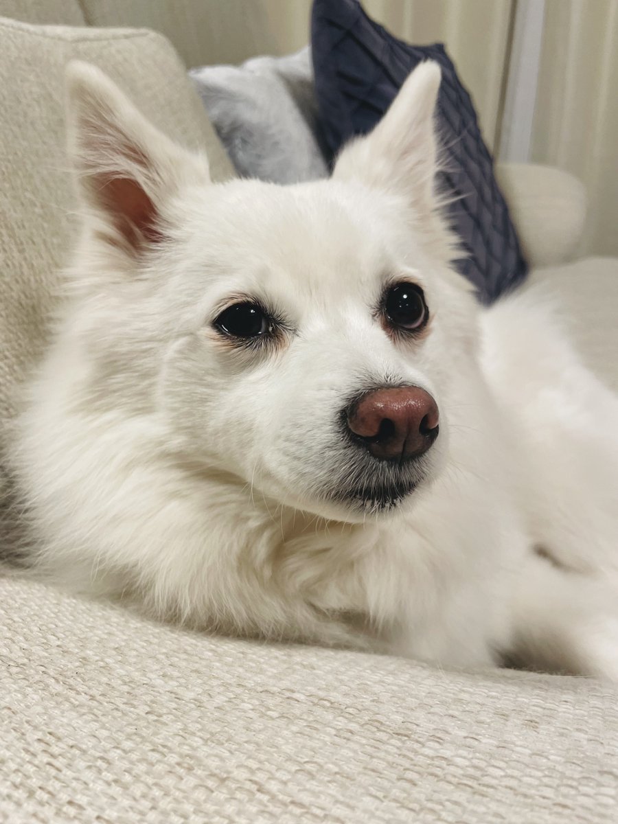 飼い主の話聞いてくれる犬🐶